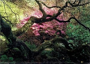 Bild des Verkufers fr A Gardener's Labyrinth: Portraits of People, Plants and Places zum Verkauf von Blue Whale Books, ABAA