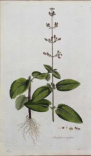 WATER FIGWORT Curtis Large Antique Botanical Print Flora Londinensis 1777