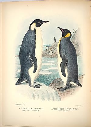The Birds of Norfolk and Lord Howe Islands [with] A Supplement to the Birds of Norfolk and Lord H...