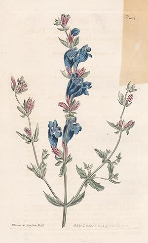 Bild des Verkufers fr Dracocephalum peregrinum. Twin-flowered dragon's-head. Tab. 1084" - Fremdartige Drachenkopf / Pflanze plant / flower flowers Blume Blumen / botanical Botanik botany / Aus "Curtis's Botanical Magazine; or Flower-Garden Displayed". zum Verkauf von Antiquariat Steffen Vlkel GmbH