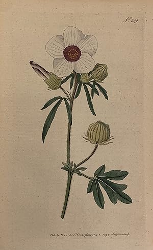 N. 209 (Hibiscus Trionum)