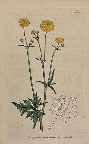 N. 215 (Ranunculus)