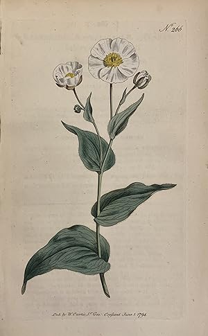 N. 266 (Ranunculus Amplexicaulis)