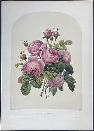 Image du vendeur pour Floral Bouquet - Rose mis en vente par Trillium Antique Prints & Rare Books