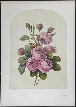 Seller image for Floral Bouquet - Rose for sale by Trillium Antique Prints & Rare Books