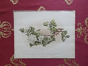 Bild des Verkufers fr A late flowering Hawthorn (Crataegus Tanacetifolia) The Garden 1889 zum Verkauf von Libreria antiquaria Britannico