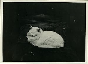Netherlands White Cat resting Old amateur Photo 1940