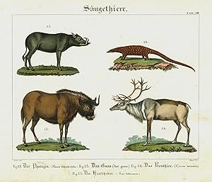 Bild des Verkufers fr Der Phatagin - Das Gnou - Das Renthier - Der Hirscheber, Gnu, Phataginus ( Schuppentier) , Rentier, Hirscheber. zum Verkauf von Antiquariat Clemens Paulusch GmbH