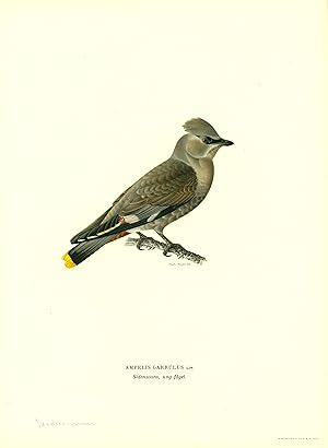 Seller image for "Ampelis Garrulus". for sale by Antiquariat Clemens Paulusch GmbH