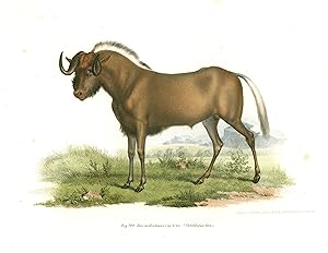 Bild des Verkufers fr Das weissschwnzige Gnu ( Catoblepas Gnu ).". zum Verkauf von Antiquariat Clemens Paulusch GmbH