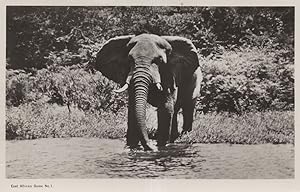 Bild des Verkufers fr East African Hunting Game 1 Elephant Vintage Real Photo Postcard zum Verkauf von Postcard Finder