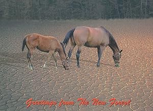 Donkeys Horses No Water Disaster Dried Up Land New Forest Postcard