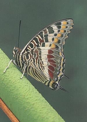 Giant Charaxes Castor Emperor Rare Butterfly Postcard