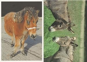 Beautiful Loved Knock Knees Pony Carpal Valgus Animal Postcard