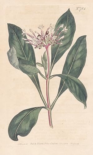 Immagine del venditore per Ophioxylum Serpentinum. Three-leaved Orhioxylum. Tab. 784" - Rauvolfia serpentina Indian snakeroot Indische Schlangenwurzel devil pepper / East Indies / Pflanze Pflanzen plant plants / flower flowers Blume Blumen / botanical Botanik botany / Aus "Curtis's Botanical Magazine; or Flower-Garden Displayed". venduto da Antiquariat Steffen Vlkel GmbH