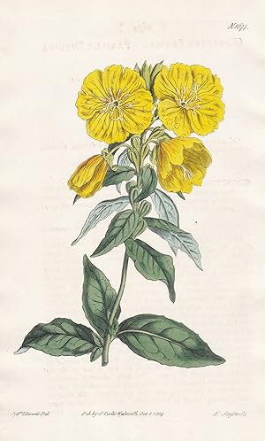 Bild des Verkufers fr Oenothera Fraseri. Fraser's evening Primrose. Tab. 1674" - Nachtkerze Evening primrose / Nordamerika North America / Pflanze Pflanzen plant plants / flower flowers Blume Blumen / botanical Botanik botany / Aus "Curtis's Botanical Magazine; or Flower-Garden Displayed". zum Verkauf von Antiquariat Steffen Vlkel GmbH