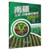 Seller image for Practical Techniques for High Efficiency Cultivation of Corn and Wheat in Southern Xinjiang(Chinese Edition) for sale by liu xing