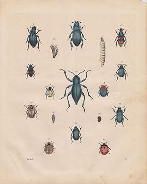 Totengräber. Necrophorus. Käfer. (Farbig kolorierter Stahlstich von 1848).