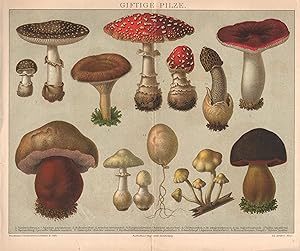 Giftige Pilze. Birkenreizker, Fliegenschwamm u.a. Chromolithographie von (ca. 1885).