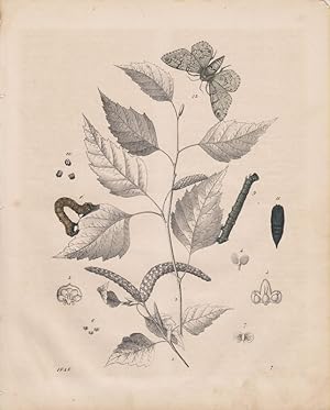 Die Birke und der Birkenspanner. Betula alba. Geometra betularia. Schmetterling. (teilkolorierter...