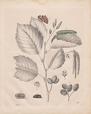 Erle und Erlenspinner. Schmetterling. (teilkolorierter Stahlstich von 1848).