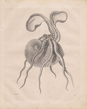 Papiernautilus. Glasboot. (Argonauta. Weichtier. Octopoda). (Stahlstich von 1848).