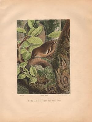 Weiblicher Buchfink (e) bei dem Nest. (Chromolithographie von 1897).