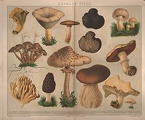 Essbare Pilze. Pfifferling, Trüffel u.a. Chromolithographie von (ca. 1885).