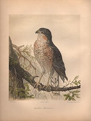 Seller image for Sperber (Mnnchen). (Chromolithographie von 1897). for sale by Brbel Hoffmann