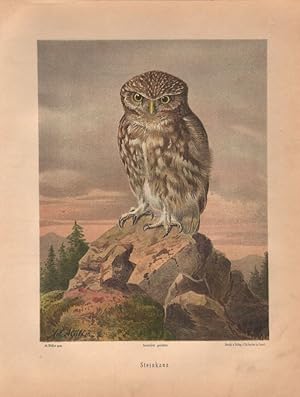 Steinkauz. (Chromolithographie von 1897).