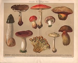 Pilze. II: Giftige Pilze. Knollenblätterschwamm. Schwefelkopf u.a. Chromolithographie von (ca. 18...