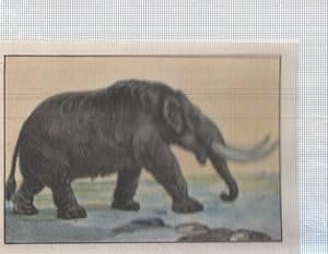 Seller image for Cromo Nestle numerado 109: Mamut for sale by EL BOLETIN