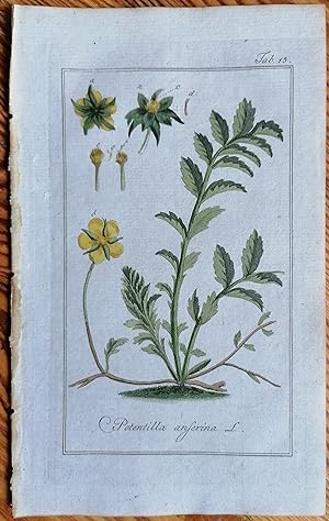 Bild des Verkufers fr Zorn Potentilla anserina Original Engraving Botany - 1784 zum Verkauf von raremapexchange