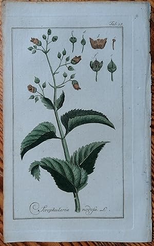 Seller image for Zorn Scrophularia nodosa Original Engraving Botany - 1784 for sale by raremapexchange