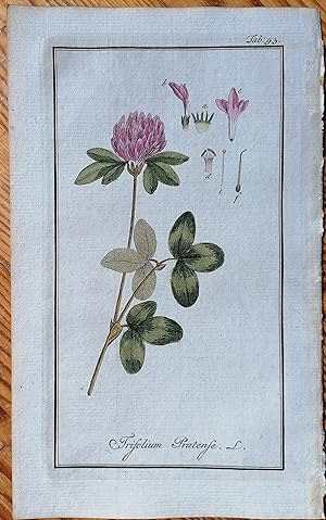 Bild des Verkufers fr Zorn Trifolium pratense Original Engraving Botany - 1784 zum Verkauf von raremapexchange