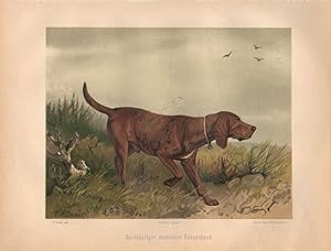 Hochläufiger deutscher Hühnerhund. (Chromolithographie von 1897).