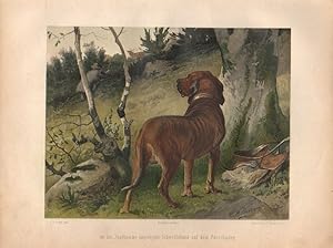 An der Jagdtasche angelegter Schweißhund auf dem Pürschgang (Pirsch). (Chromolithographie von 1897).