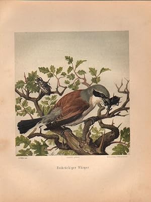 Seller image for Rothrckiger Wrger. (Chromolithographie von 1897). for sale by Brbel Hoffmann