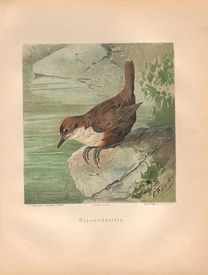 Seller image for Wasserschwtzer. (Chromolithographie von 1897). for sale by Brbel Hoffmann