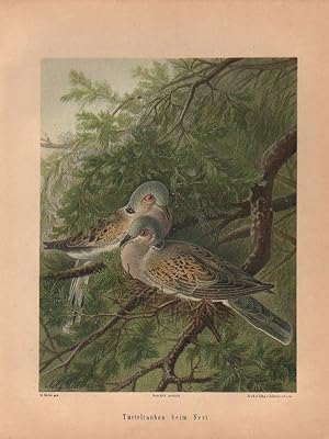 Turteltauben beim Nest. (Chromolithographie von 1897).