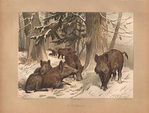 Wildschweine. (Chromolithographie von 1897).