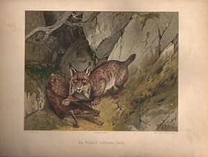 Seller image for Ein Wildkalb reiender Luchs. (Chromolithographie von 1897). for sale by Brbel Hoffmann