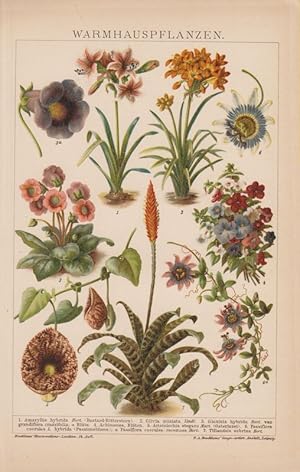 Bild des Verkufers fr Warmhauspflanzen. Passionsblume, Osterluzei u.a. (Chromolithographie von 1902). zum Verkauf von Brbel Hoffmann