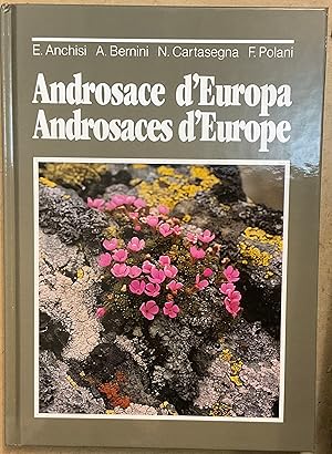 Androsace d'Europa. Androsaces d'Europe