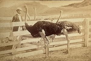 Seller image for Kenilworth Ostrich Farm Cabinet Card near Los Angeles for sale by William Chrisant & Sons, ABAA, ILAB. IOBA, ABA, Ephemera Society