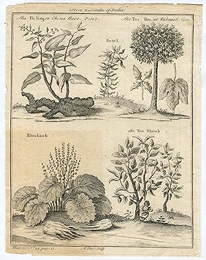 Trees&Shrubs of India. Grabado por N. Parr. 1745