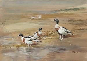 Roland Green (1890-1972) SHELDUCK Original Watercolour, Signed.