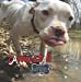Seller image for Carma's Tail: Diary of a Homeless Albino Pit Bull [Soft Cover ] for sale by booksXpress