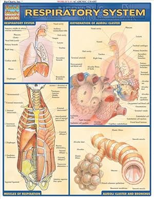 Seller image for Respiratory System (Loose Leaf) for sale by Grand Eagle Retail