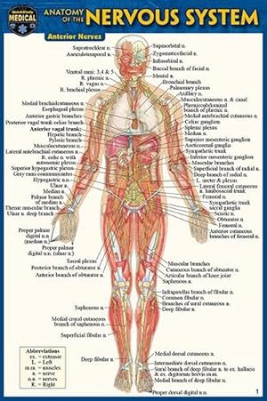 Seller image for Anatomy of the Nervous System (Pocket-Sized Edition -4x6 Inches) for sale by Grand Eagle Retail